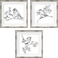 Framed 'Simple Songbird Sketches 3 Piece Framed Art Print Set' border=