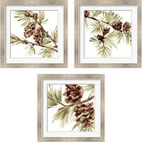 Framed 'Simple Pine Cone 3 Piece Framed Art Print Set' border=