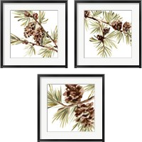 Framed 'Simple Pine Cone 3 Piece Framed Art Print Set' border=