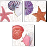 Framed Shimmering Shells 3 Piece Canvas Print Set