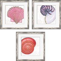 Framed 'Shimmering Shells 3 Piece Framed Art Print Set' border=