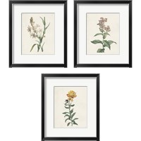 Framed Classic Botanicals 3 Piece Framed Art Print Set