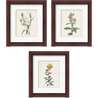 Framed 'Classic Botanicals 3 Piece Framed Art Print Set' border=