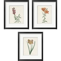 Framed Classic Botanicals 3 Piece Framed Art Print Set