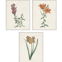 Framed 'Classic Botanicals 3 Piece Art Print Set' border=