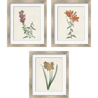 Framed 'Classic Botanicals 3 Piece Framed Art Print Set' border=