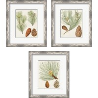 Framed 'Antique Pine Cones 3 Piece Framed Art Print Set' border=