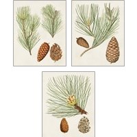 Framed Antique Pine Cones 3 Piece Art Print Set