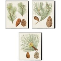 Framed Antique Pine Cones 3 Piece Canvas Print Set