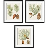 Framed 'Antique Pine Cones 3 Piece Framed Art Print Set' border=