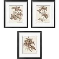 Framed Sepia Fern Varieties 3 Piece Framed Art Print Set