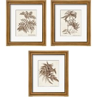 Framed Sepia Fern Varieties 3 Piece Framed Art Print Set