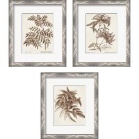 Framed 'Sepia Fern Varieties 3 Piece Framed Art Print Set' border=