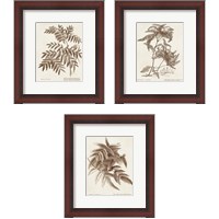 Framed Sepia Fern Varieties 3 Piece Framed Art Print Set