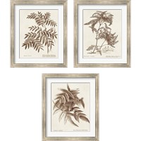 Framed Sepia Fern Varieties 3 Piece Framed Art Print Set