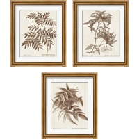 Framed 'Sepia Fern Varieties 3 Piece Framed Art Print Set' border=