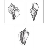 Framed Seashell Study 3 Piece Art Print Set