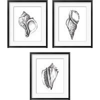 Framed 'Seashell Study 3 Piece Framed Art Print Set' border=