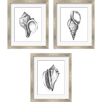 Framed 'Seashell Study 3 Piece Framed Art Print Set' border=