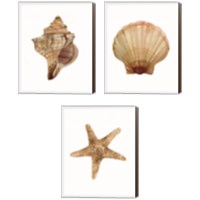 Framed 'Neutral Shell Collection 3 Piece Canvas Print Set' border=