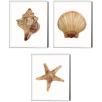 Framed Neutral Shell Collection 3 Piece Canvas Print Set