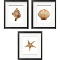 Framed Neutral Shell Collection 3 Piece Framed Art Print Set