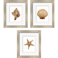 Framed 'Neutral Shell Collection 3 Piece Framed Art Print Set' border=