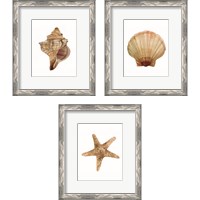 Framed 'Neutral Shell Collection 3 Piece Framed Art Print Set' border=
