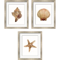 Framed Neutral Shell Collection 3 Piece Framed Art Print Set