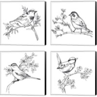 Framed Simple Songbird Sketches 4 Piece Canvas Print Set