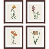 Framed 'Classic Botanicals 4 Piece Framed Art Print Set' border=