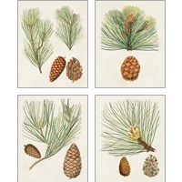 Framed Antique Pine Cones 4 Piece Art Print Set
