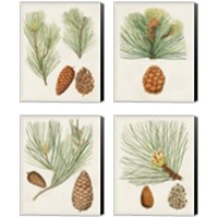 Framed 'Antique Pine Cones 4 Piece Canvas Print Set' border=