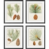 Framed Antique Pine Cones 4 Piece Framed Art Print Set