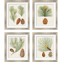 Framed Antique Pine Cones 4 Piece Framed Art Print Set