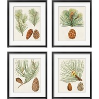 Framed Antique Pine Cones 4 Piece Framed Art Print Set