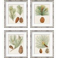 Framed 'Antique Pine Cones 4 Piece Framed Art Print Set' border=