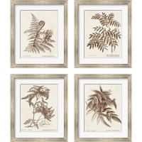Framed 'Sepia Fern Varieties 4 Piece Framed Art Print Set' border=