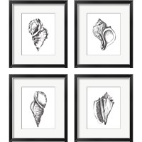 Framed 'Seashell Study 4 Piece Framed Art Print Set' border=