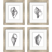 Framed 'Seashell Study 4 Piece Framed Art Print Set' border=