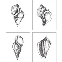 Framed 'Seashell Study 4 Piece Art Print Set' border=