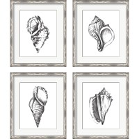 Framed 'Seashell Study 4 Piece Framed Art Print Set' border=