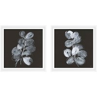 Framed White Eucalyptus 2 Piece Framed Art Print Set