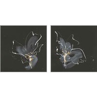 Framed Modern Flower 2 Piece Art Print Set