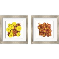 Framed Floral Pop 2 Piece Framed Art Print Set