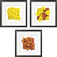 Framed Floral Pop 3 Piece Framed Art Print Set