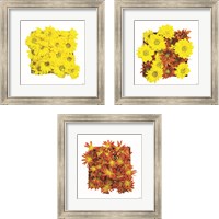 Framed 'Floral Pop 3 Piece Framed Art Print Set' border=