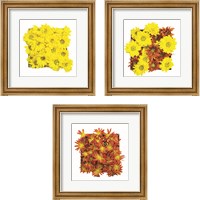 Framed 'Floral Pop 3 Piece Framed Art Print Set' border=
