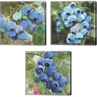 Framed 'Blueberries  3 Piece Canvas Print Set' border=
