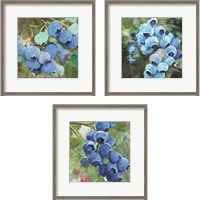 Framed 'Blueberries  3 Piece Framed Art Print Set' border=